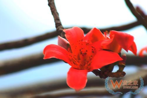攀枝花保稅倉,保稅區倉儲物流,公供保稅倉庫,跨境電商綜合服務平臺—貨之家
