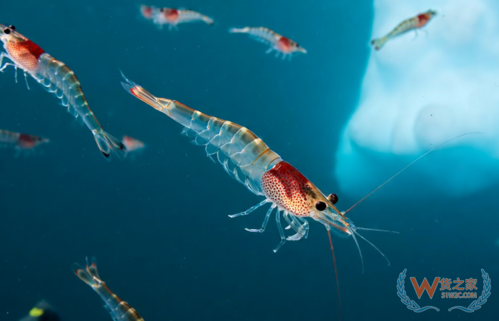 跨境進口保健品魚油OUT了？磷蝦油成為進口保健品市場紅利新寵